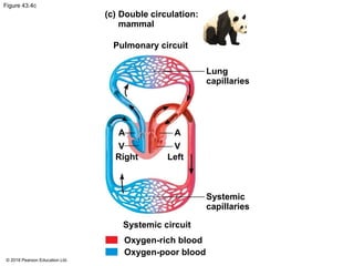 Figure 43.4c
(c) Double circulation:
mammal
Pulmonary circuit
Lung
capillaries
A
V
Right
A
V
Left
Systemic
capillaries
Systemic circuit
Oxygen-rich blood
Oxygen-poor blood
© 2018 Pearson Education Ltd.
 