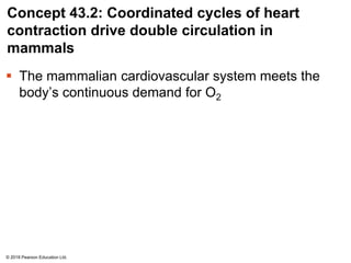 Concept 43.2: Coordinated cycles of heart
contraction drive double circulation in
mammals
 The mammalian cardiovascular system meets the
body’s continuous demand for O2
© 2018 Pearson Education Ltd.
 