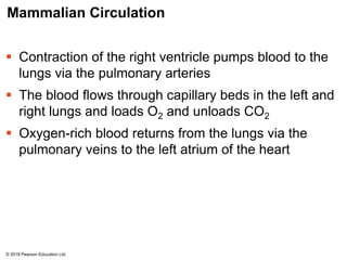 Mammalian Circulation
 Contraction of the right ventricle pumps blood to the
lungs via the pulmonary arteries
 The blood flows through capillary beds in the left and
right lungs and loads O2 and unloads CO2
 Oxygen-rich blood returns from the lungs via the
pulmonary veins to the left atrium of the heart
© 2018 Pearson Education Ltd.
 