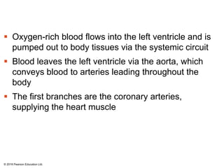  Oxygen-rich blood flows into the left ventricle and is
pumped out to body tissues via the systemic circuit
 Blood leaves the left ventricle via the aorta, which
conveys blood to arteries leading throughout the
body
 The first branches are the coronary arteries,
supplying the heart muscle
© 2018 Pearson Education Ltd.
 
