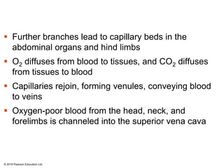  Further branches lead to capillary beds in the
abdominal organs and hind limbs
 O2 diffuses from blood to tissues, and CO2 diffuses
from tissues to blood
 Capillaries rejoin, forming venules, conveying blood
to veins
 Oxygen-poor blood from the head, neck, and
forelimbs is channeled into the superior vena cava
© 2018 Pearson Education Ltd.
 