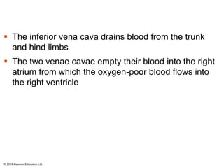  The inferior vena cava drains blood from the trunk
and hind limbs
 The two venae cavae empty their blood into the right
atrium from which the oxygen-poor blood flows into
the right ventricle
© 2018 Pearson Education Ltd.
 