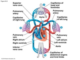 Figure 43.5
Superior
vena cava
Pulmonary
artery
Capillaries
of right lung
Capillaries of
head and
forelimbs
Pulmonary
artery
Aorta Capillaries
of left lung
Pulmonary
vein
Right atrium
Right ventricle
Inferior
vena cava
Pulmonary
vein
Left atrium
Left ventricle
Aorta
Capillaries of
abdominal organs
and hind limbs
2
9
7
6
11
3
4
5
3
1
10
8
© 2018 Pearson Education Ltd.
 