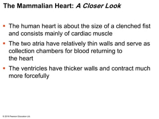 The Mammalian Heart: A Closer Look
 The human heart is about the size of a clenched fist
and consists mainly of cardiac muscle
 The two atria have relatively thin walls and serve as
collection chambers for blood returning to
the heart
 The ventricles have thicker walls and contract much
more forcefully
© 2018 Pearson Education Ltd.
 