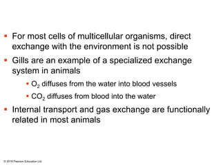  For most cells of multicellular organisms, direct
exchange with the environment is not possible
 Gills are an example of a specialized exchange
system in animals
 O2 diffuses from the water into blood vessels
 CO2 diffuses from blood into the water
 Internal transport and gas exchange are functionally
related in most animals
© 2018 Pearson Education Ltd.
 