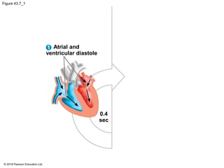 Figure 43.7_1
Atrial and
ventricular diastole
0.4
sec
1
© 2018 Pearson Education Ltd.
 