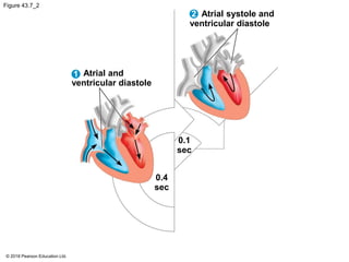Figure 43.7_2
Atrial systole and
ventricular diastole
Atrial and
ventricular diastole
0.1
sec
0.4
sec
1
2
© 2018 Pearson Education Ltd.
 
