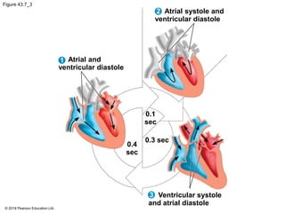 Figure 43.7_3
Atrial systole and
ventricular diastole
Atrial and
ventricular diastole
0.1
sec
0.4
sec
0.3 sec
Ventricular systole
and atrial diastole
3
1
2
© 2018 Pearson Education Ltd.
 