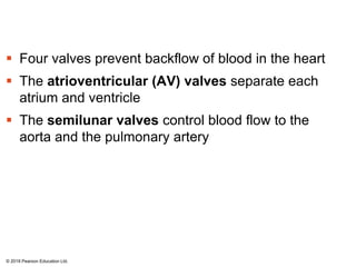  Four valves prevent backflow of blood in the heart
 The atrioventricular (AV) valves separate each
atrium and ventricle
 The semilunar valves control blood flow to the
aorta and the pulmonary artery
© 2018 Pearson Education Ltd.
 