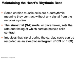 Maintaining the Heart’s Rhythmic Beat
 Some cardiac muscle cells are autorhythmic,
meaning they contract without any signal from the
nervous system
 The sinoatrial (SA) node, or pacemaker, sets the
rate and timing at which cardiac muscle cells
contract
 Impulses that travel during the cardiac cycle can be
recorded as an electrocardiogram (ECG or EKG)
© 2018 Pearson Education Ltd.
 