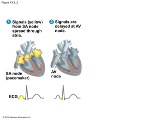 Figure 43.8_2
Signals (yellow)
from SA node
spread through
atria.
Signals are
delayed at AV
node.
SA node
(pacemaker)
AV
node
ECG
1 2
© 2018 Pearson Education Ltd.
 