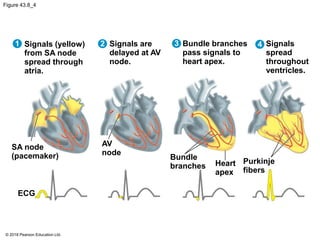 Figure 43.8_4
Signals (yellow)
from SA node
spread through
atria.
Signals are
delayed at AV
node.
Bundle branches
pass signals to
heart apex.
Signals
spread
throughout
ventricles.
SA node
(pacemaker)
AV
node
Bundle
branches Heart
apex
Purkinje
fibers
ECG
1 2 3 4
© 2018 Pearson Education Ltd.
 