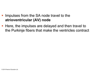  Impulses from the SA node travel to the
atrioventricular (AV) node
 Here, the impulses are delayed and then travel to
the Purkinje fibers that make the ventricles contract
© 2018 Pearson Education Ltd.
 