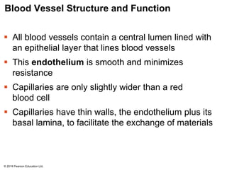 Blood Vessel Structure and Function
 All blood vessels contain a central lumen lined with
an epithelial layer that lines blood vessels
 This endothelium is smooth and minimizes
resistance
 Capillaries are only slightly wider than a red
blood cell
 Capillaries have thin walls, the endothelium plus its
basal lamina, to facilitate the exchange of materials
© 2018 Pearson Education Ltd.
 
