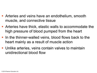  Arteries and veins have an endothelium, smooth
muscle, and connective tissue
 Arteries have thick, elastic walls to accommodate the
high pressure of blood pumped from the heart
 In the thinner-walled veins, blood flows back to the
heart mainly as a result of muscle action
 Unlike arteries, veins contain valves to maintain
unidirectional blood flow
© 2018 Pearson Education Ltd.
 