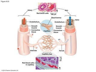 Figure 43.9
Red blood cells
100 µm
Basal lamina
Valve
Endothelium
Smooth
muscle
Connective
tissue
Endothelium
Smooth
muscle
Connective
tissue
Capillary
Arteriole
Capillary bed
LM
Artery Vein
Venule
Red blood cells
in capillary
LM
15
µm
© 2018 Pearson Education Ltd.
 