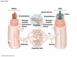 Figure 43.9a
Artery
Basal lamina
Endothelium
Smooth
muscle
Connective
tissue
Vein
Valve
Endothelium
Smooth
muscle
Connective
tissue
Capillary
Arteriole
Capillary bed
Venule
© 2018 Pearson Education Ltd.
 