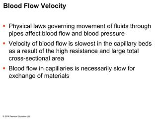 Blood Flow Velocity
 Physical laws governing movement of fluids through
pipes affect blood flow and blood pressure
 Velocity of blood flow is slowest in the capillary beds
as a result of the high resistance and large total
cross-sectional area
 Blood flow in capillaries is necessarily slow for
exchange of materials
© 2018 Pearson Education Ltd.
 