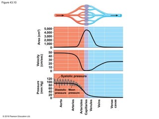 Figure 43.10
5,000
4,000
3,000
2,000
1,000
0
50
40
30
20
10
0
Systolic pressure
120
100
80
60
40
20
0
Aorta
Arteries
Arterioles
Pressure
(mm
Hg)
Velocity
(cm/sec)
Area
(cm
2
)
Capillaries
Venules
Veins
Venae
cavae
Diastolic
pressure
Mean
pressure
© 2018 Pearson Education Ltd.
 
