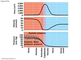 Figure 43.10a
5,000
4,000
3,000
2,000
1,000
0
50
40
30
20
10
0
120
100
80
60
40
20
0
Aorta
Arteries
Systolic pressure
Pressure
(mm
Hg)
Velocity
(cm/sec)
Area
(cm
2
)
Arterioles
Venules
Veins
Capillaries
Venae
cavae
Diastolic
pressure
Mean
pressure
© 2018 Pearson Education Ltd.
 