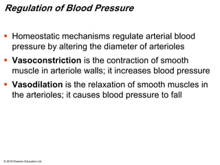 Regulation of Blood Pressure
 Homeostatic mechanisms regulate arterial blood
pressure by altering the diameter of arterioles
 Vasoconstriction is the contraction of smooth
muscle in arteriole walls; it increases blood pressure
 Vasodilation is the relaxation of smooth muscles in
the arterioles; it causes blood pressure to fall
© 2018 Pearson Education Ltd.
 