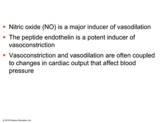  Nitric oxide (NO) is a major inducer of vasodilation
 The peptide endothelin is a potent inducer of
vasoconstriction
 Vasoconstriction and vasodilation are often coupled
to changes in cardiac output that affect blood
pressure
© 2018 Pearson Education Ltd.
 