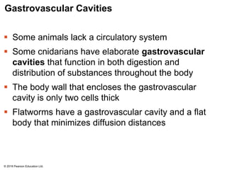 Gastrovascular Cavities
 Some animals lack a circulatory system
 Some cnidarians have elaborate gastrovascular
cavities that function in both digestion and
distribution of substances throughout the body
 The body wall that encloses the gastrovascular
cavity is only two cells thick
 Flatworms have a gastrovascular cavity and a flat
body that minimizes diffusion distances
© 2018 Pearson Education Ltd.
 