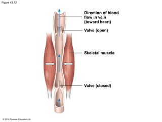 Figure 43.12
Direction of blood
flow in vein
(toward heart)
Valve (open)
Skeletal muscle
Valve (closed)
© 2018 Pearson Education Ltd.
 