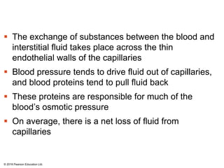  The exchange of substances between the blood and
interstitial fluid takes place across the thin
endothelial walls of the capillaries
 Blood pressure tends to drive fluid out of capillaries,
and blood proteins tend to pull fluid back
 These proteins are responsible for much of the
blood’s osmotic pressure
 On average, there is a net loss of fluid from
capillaries
© 2018 Pearson Education Ltd.
 