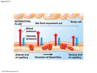 Figure 43.14
INTERSTITIAL
FLUID Net fluid movement out
Body cell
Blood
pressure
Osmotic
pressure
Arterial end
of capillary Direction of blood flow
Venous end
of capillary
© 2018 Pearson Education Ltd.
 