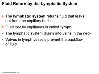 Fluid Return by the Lymphatic System
 The lymphatic system returns fluid that leaks
out from the capillary beds
 Fluid lost by capillaries is called lymph
 The lymphatic system drains into veins in the neck
 Valves in lymph vessels prevent the backflow
of fluid
© 2018 Pearson Education Ltd.
 