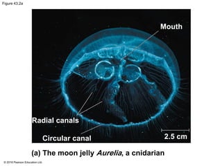 Figure 43.2a
Mouth
Radial canals
Circular canal 2.5 cm
(a) The moon jelly Aurelia, a cnidarian
© 2018 Pearson Education Ltd.
 