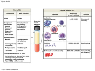 Figure 43.16
Plasma 55%
Constituent Major functions
Cell type
Leukocytes
(white blood cells)
Cellular elements 45%
Number per
µL (mm3) of blood
5,000–10,000
Functions
Defense and
immunity
Water
Ions (blood
electrolytes)
Sodium
Potassium
Calcium
Magnesium
Chloride
Bicarbonate
Plasma proteins
Albumin
Immunoglobulins
(antibodies)
Apolipoproteins
Fibrinogen
Solvent
Osmotic balance,
pH buffering,
and regulation
of membrane
permeability
Separated
blood
elements
Basophils
Lymphocytes
Eosinophils
Osmotic balance,
pH buffering
Defense
Lipid transport
Clotting
Neutrophils
Platelets
Monocytes
250,000–400,000 Blood clotting
Erythrocytes (red blood cells)
Substances transported by blood
Nutrients (such as glucose, fatty acids,
vitamins), waste products of
metabolism, respiratory gases
(O2 and CO2), and hormones
5,000,000–6,000,000 Transport of O2
and some CO2
© 2018 Pearson Education Ltd.
 