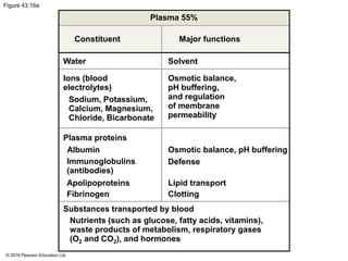 Figure 43.16a
Plasma 55%
Constituent
Water
Ions (blood
electrolytes)
Sodium, Potassium,
Calcium, Magnesium,
Chloride, Bicarbonate
Plasma proteins
Albumin
Immunoglobulins
(antibodies)
Apolipoproteins
Fibrinogen
Major functions
Solvent
Osmotic balance,
pH buffering,
and regulation
of membrane
permeability
Osmotic balance, pH buffering
Defense
Lipid transport
Clotting
Substances transported by blood
Nutrients (such as glucose, fatty acids, vitamins),
waste products of metabolism, respiratory gases
(O2 and CO2), and hormones
© 2018 Pearson Education Ltd.
 