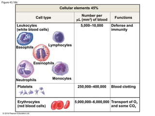 Figure 43.16b
Cellular elements 45%
Cell type
Leukocytes
(white blood cells)
Number per
µL (mm3) of blood
5,000–10,000
Functions
Defense and
immunity
Basophils
Lymphocytes
Eosinophils
Neutrophils
Platelets
Monocytes
250,000–400,000 Blood clotting
Erythrocytes
(red blood cells)
5,000,000–6,000,000 Transport of O2
and some CO2
© 2018 Pearson Education Ltd.
 