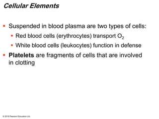 Cellular Elements
 Suspended in blood plasma are two types of cells:
 Red blood cells (erythrocytes) transport O2
 White blood cells (leukocytes) function in defense
 Platelets are fragments of cells that are involved
in clotting
© 2018 Pearson Education Ltd.
 