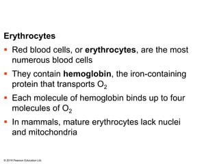 Erythrocytes
 Red blood cells, or erythrocytes, are the most
numerous blood cells
 They contain hemoglobin, the iron-containing
protein that transports O2
 Each molecule of hemoglobin binds up to four
molecules of O2
 In mammals, mature erythrocytes lack nuclei
and mitochondria
© 2018 Pearson Education Ltd.
 