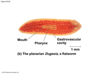 Figure 43.2b
Mouth
Pharynx
Gastrovascular
cavity
1 mm
(b) The planarian Dugesia, a flatworm
© 2018 Pearson Education Ltd.
 