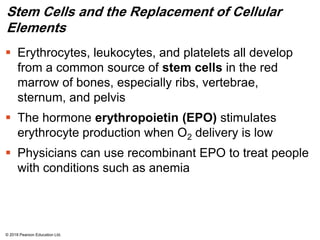 Stem Cells and the Replacement of Cellular
Elements
 Erythrocytes, leukocytes, and platelets all develop
from a common source of stem cells in the red
marrow of bones, especially ribs, vertebrae,
sternum, and pelvis
 The hormone erythropoietin (EPO) stimulates
erythrocyte production when O2 delivery is low
 Physicians can use recombinant EPO to treat people
with conditions such as anemia
© 2018 Pearson Education Ltd.
 