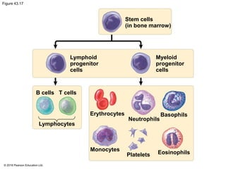 Figure 43.17
Stem cells
(in bone marrow)
Lymphoid
progenitor
cells
Myeloid
progenitor
cells
B cells T cells
Erythrocytes
Lymphocytes
Neutrophils
Basophils
Monocytes
Platelets Eosinophils
© 2018 Pearson Education Ltd.
 