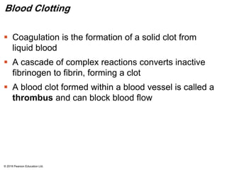 Blood Clotting
 Coagulation is the formation of a solid clot from
liquid blood
 A cascade of complex reactions converts inactive
fibrinogen to fibrin, forming a clot
 A blood clot formed within a blood vessel is called a
thrombus and can block blood flow
© 2018 Pearson Education Ltd.
 