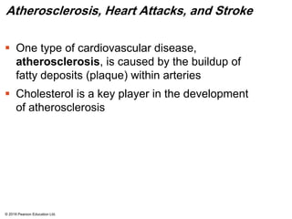 Atherosclerosis, Heart Attacks, and Stroke
 One type of cardiovascular disease,
atherosclerosis, is caused by the buildup of
fatty deposits (plaque) within arteries
 Cholesterol is a key player in the development
of atherosclerosis
© 2018 Pearson Education Ltd.
 