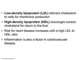 Low-density lipoprotein (LDL) delivers cholesterol
to cells for membrane production
 High-density lipoprotein (HDL) scavenges excess
cholesterol for return to the liver
 Risk for heart disease increases with a high LDL to
HDL ratio
 Inflammation is also a factor in cardiovascular
disease
© 2018 Pearson Education Ltd.
 