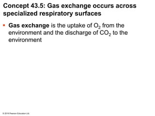 Concept 43.5: Gas exchange occurs across
specialized respiratory surfaces
 Gas exchange is the uptake of O2 from the
environment and the discharge of CO2 to the
environment
© 2018 Pearson Education Ltd.
 