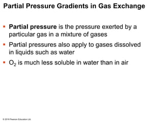 Partial Pressure Gradients in Gas Exchange
 Partial pressure is the pressure exerted by a
particular gas in a mixture of gases
 Partial pressures also apply to gases dissolved
in liquids such as water
 O2 is much less soluble in water than in air
© 2018 Pearson Education Ltd.
 