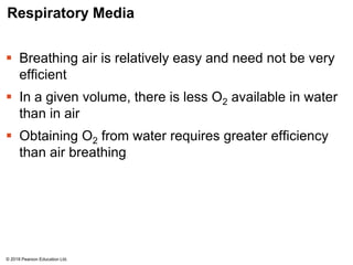 Respiratory Media
 Breathing air is relatively easy and need not be very
efficient
 In a given volume, there is less O2 available in water
than in air
 Obtaining O2 from water requires greater efficiency
than air breathing
© 2018 Pearson Education Ltd.
 