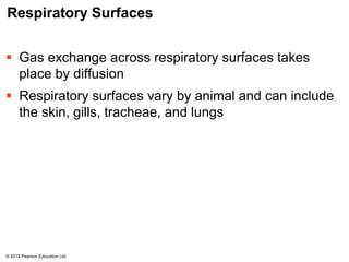 Respiratory Surfaces
 Gas exchange across respiratory surfaces takes
place by diffusion
 Respiratory surfaces vary by animal and can include
the skin, gills, tracheae, and lungs
© 2018 Pearson Education Ltd.
 