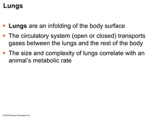 Lungs
 Lungs are an infolding of the body surface
 The circulatory system (open or closed) transports
gases between the lungs and the rest of the body
 The size and complexity of lungs correlate with an
animal’s metabolic rate
© 2018 Pearson Education Ltd.
 