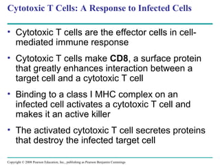 Copyright © 2008 Pearson Education, Inc., publishing as Pearson Benjamin Cummings
Cytotoxic T Cells: A Response to Infected Cells
• Cytotoxic T cells are the effector cells in cell-
mediated immune response
• Cytotoxic T cells make CD8, a surface protein
that greatly enhances interaction between a
target cell and a cytotoxic T cell
• Binding to a class I MHC complex on an
infected cell activates a cytotoxic T cell and
makes it an active killer
• The activated cytotoxic T cell secretes proteins
that destroy the infected target cell
 