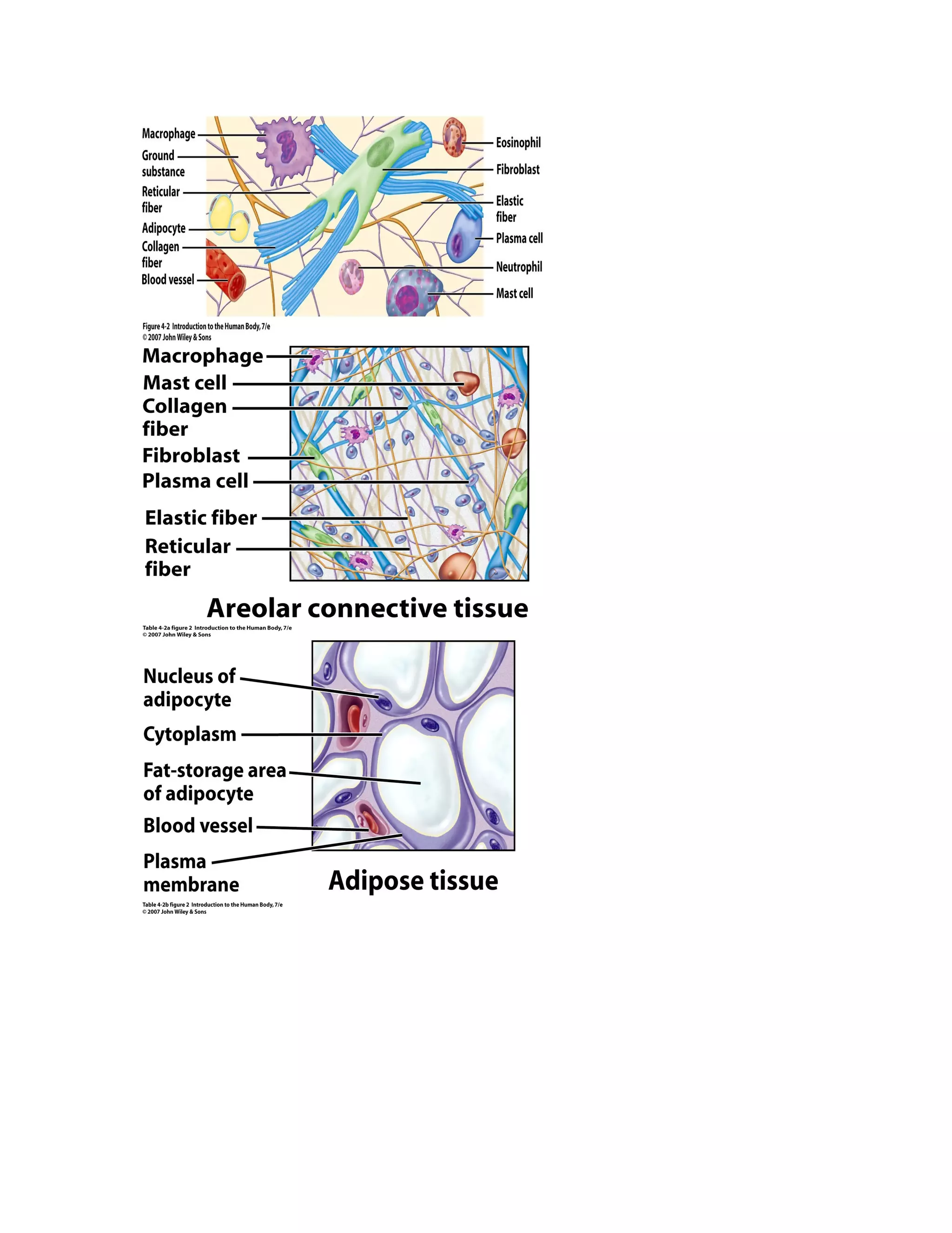 Chapter 4,5, 17 study guide